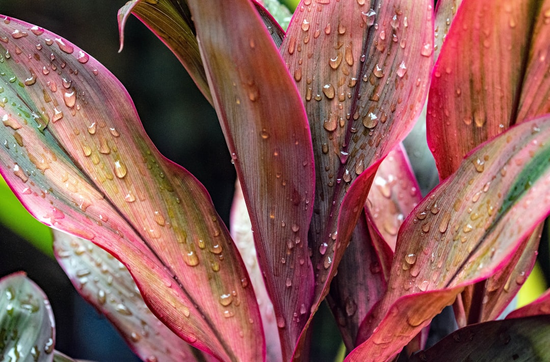 Discover the Beauty of Philodendron Splendid